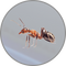 Insects