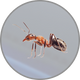 Insects