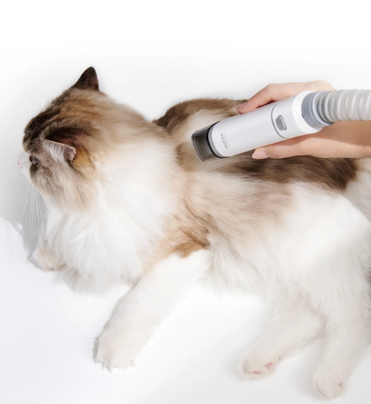 Standard Clipper