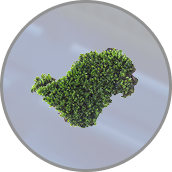 Algae