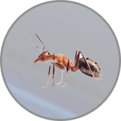 Insects