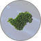 Algae