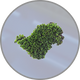 Algae