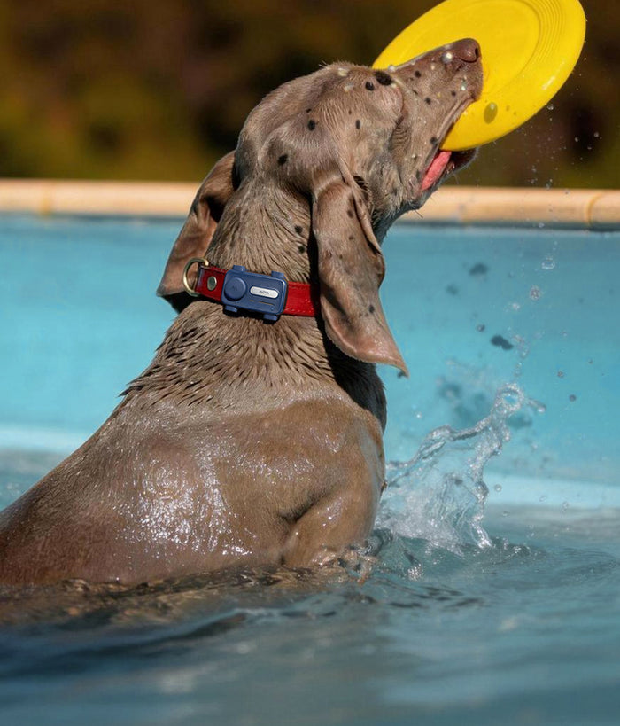 Adventure-Ready Design, Paw-Approved