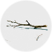 Twigs
